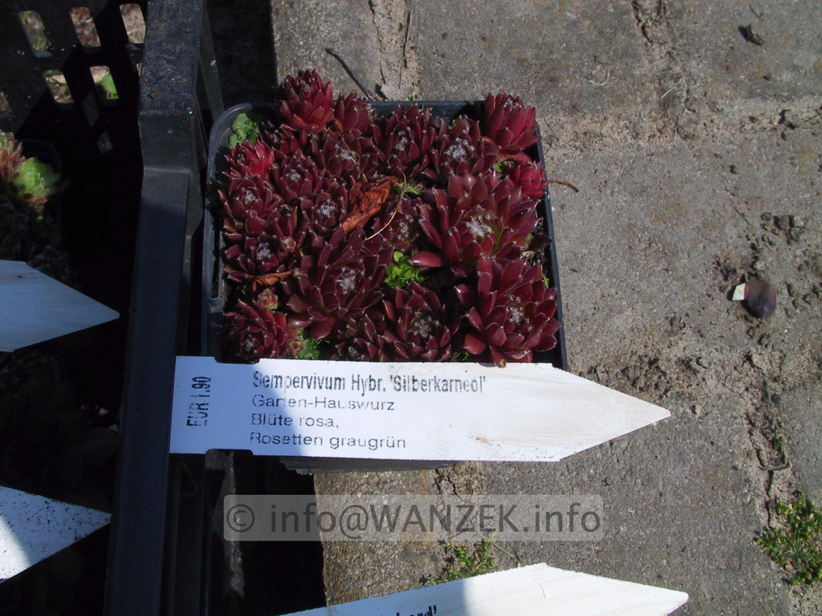 Sempervivum hybridum in Sorten 09.JPG